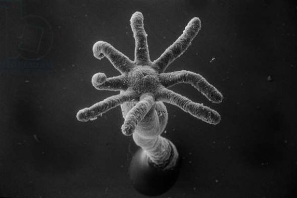 Kraken сайт зеркала
