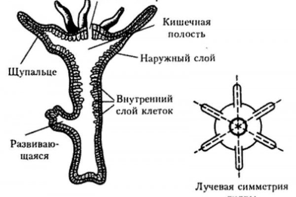 Кракен тг ссылка