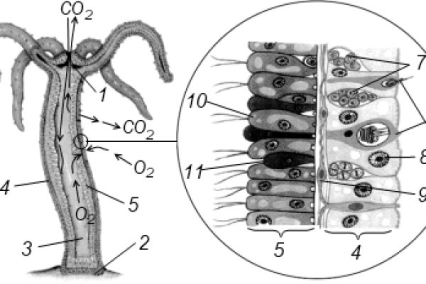 Kraken 13 at сайт