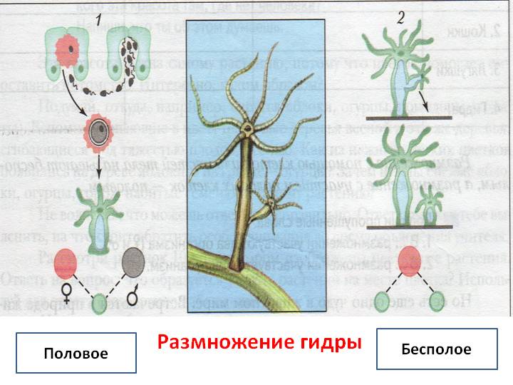 Кракен ссылки krakenwebs org